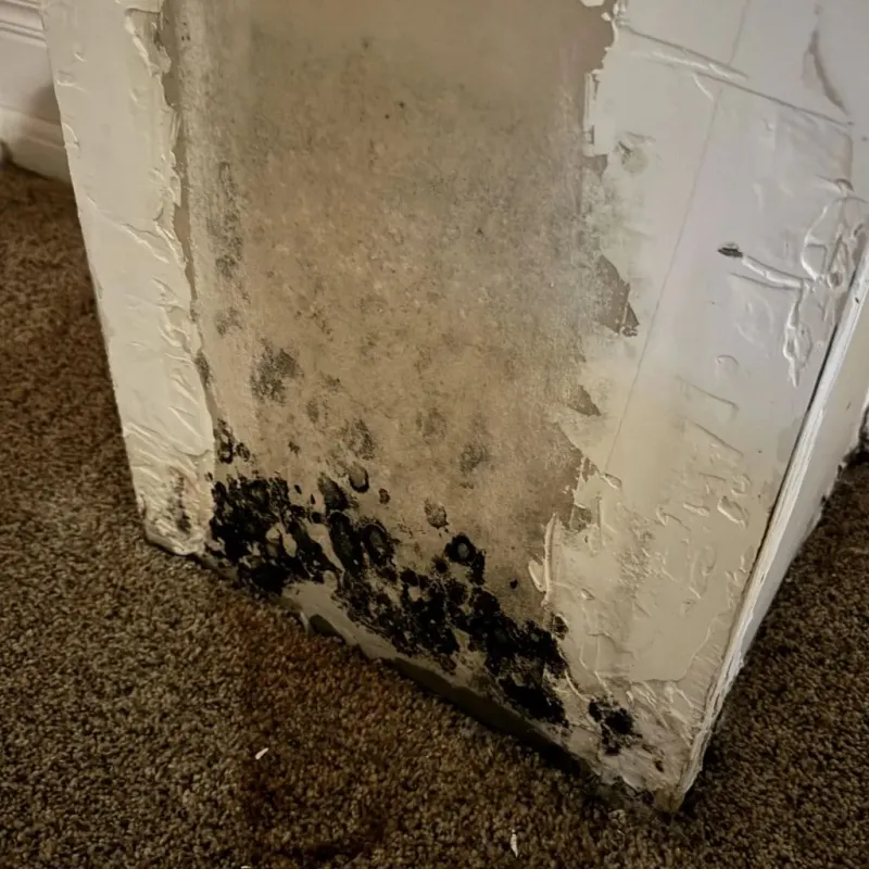 Professional Mold Removal in Ypsilanti, MI